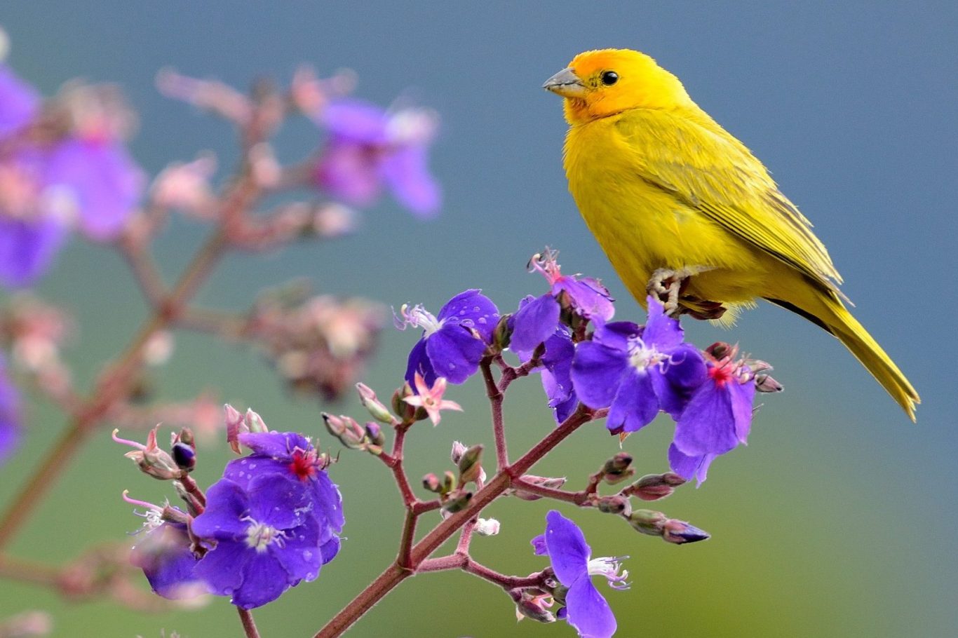 Yellow canary perched on purple flowers with a blurred green background.