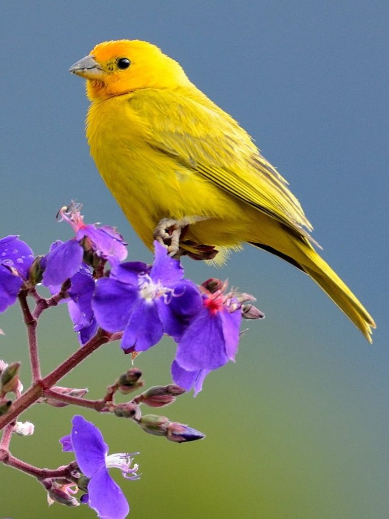 A bright yellow bird perched on purple flowers.