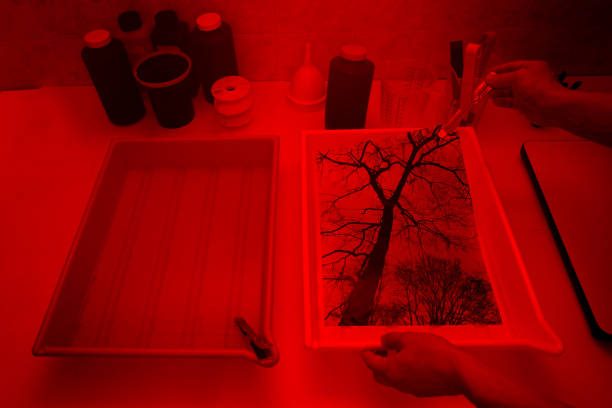 Hands in a darkroom holding a picture of a tree.