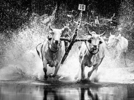 Two oxen race through water, pulling a wooden plow in a competitive event.